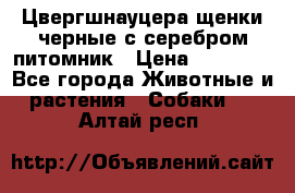 Цвергшнауцера щенки черные с серебром питомник › Цена ­ 30 000 - Все города Животные и растения » Собаки   . Алтай респ.